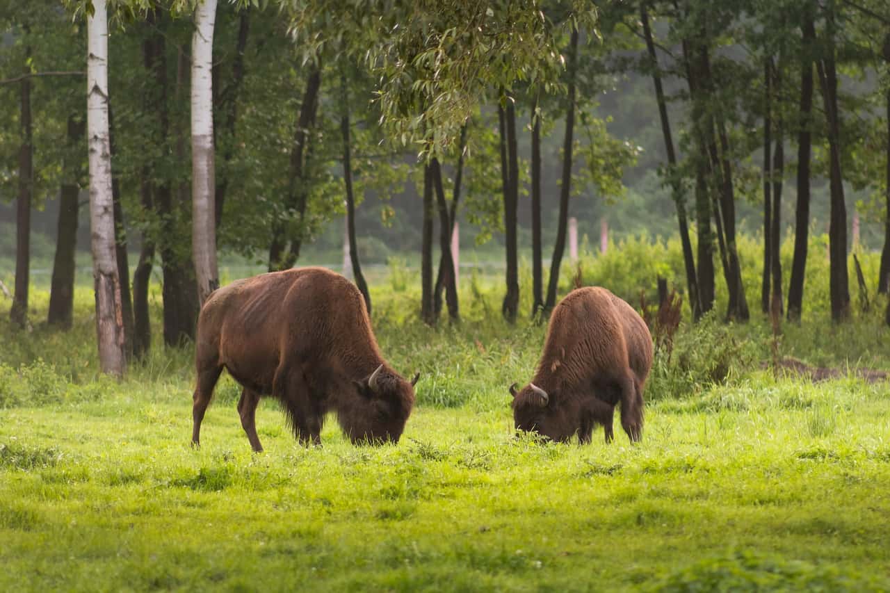 Białowieża